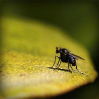 /album/pugucci/photolia-a07-jpg/
